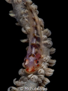 Whip Coral Goby by Michal Štros 